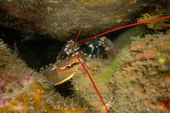 Homard