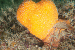 Eponge