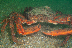 Araignée de mer
