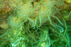 DSC09654