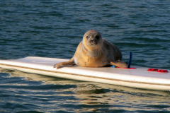 Phoque surfer