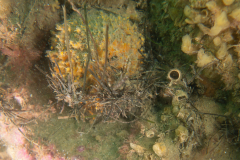 DSC07632