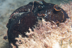 DSC07654