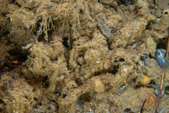 DSC07655