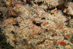 DSC07656