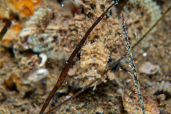 DSC07675