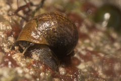 Bigorneau