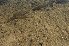 Lièvre de Mer