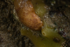 Citron de Mer, Eponge mie de pain