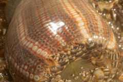Anémone Geme