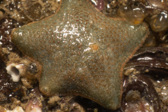 Astérie