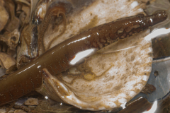 Nérophis