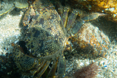 Crabe vert