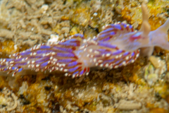 Faceline bleutée
