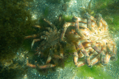 Araignée
