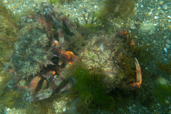 Araignée