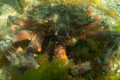 Araignée