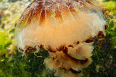 Méduse rayonnée