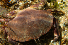 Crabe de pierre
