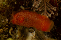 Doris orange