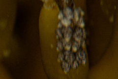 Calliopée gentillette