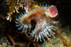 Serpule