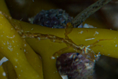 Caprelle