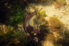 Lièvre de mer