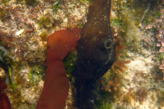 Lièvre de mer
