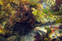 Syngnathe