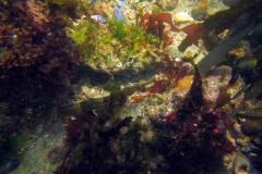 Syngnathe