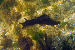 Lièvre de mer