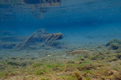 1_DSC04113
