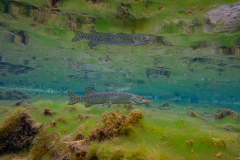 1_DSC04119