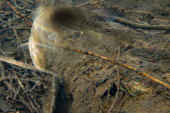 Brochet