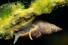 Escargot Robinet