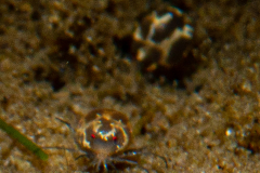 Hydracarien