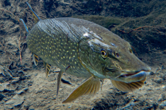 Brochet