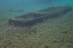 Brochet, Epave