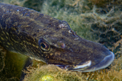 Brochet