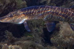 Brochet
