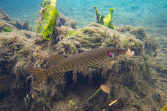 Brochet