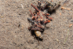 Trichoptère