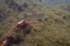 Brochet