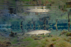 Brochet