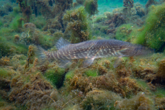 Brochet