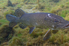 Brochet