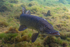 Brochet