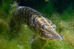 Brochet