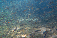 DSC07891